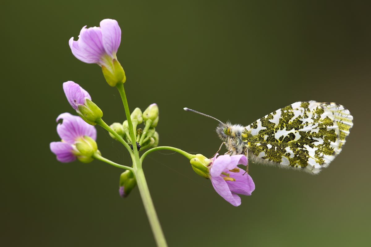 Orange Tip 4